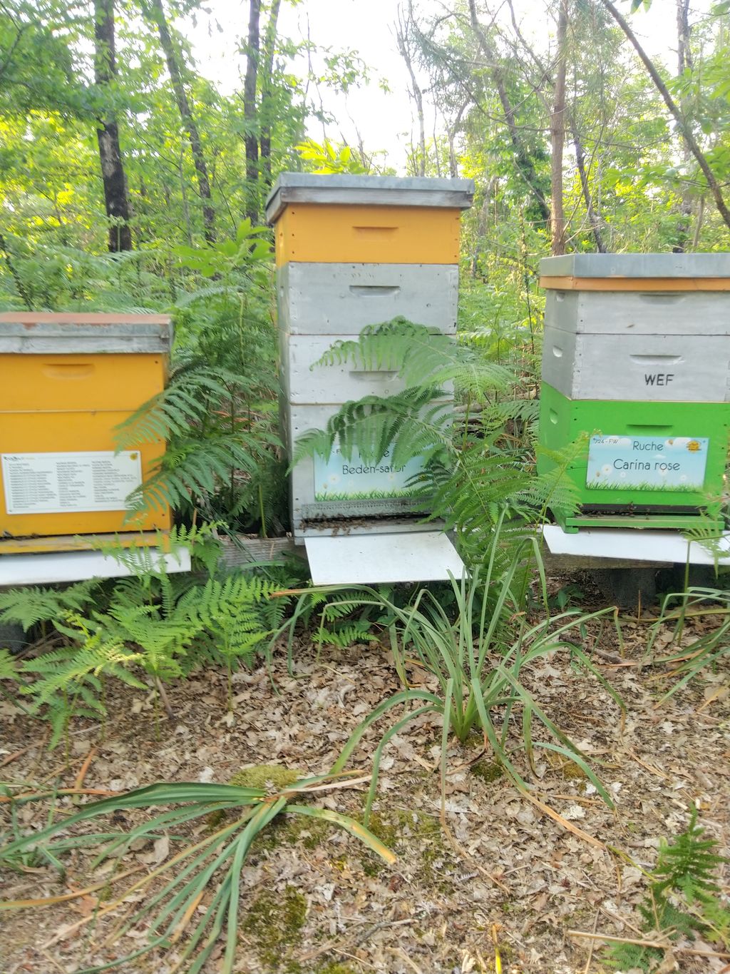 La ruche Carina rose