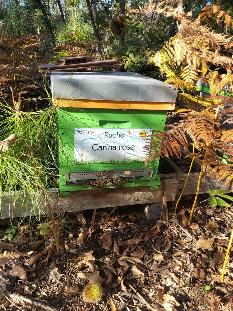 La ruche Carina rose