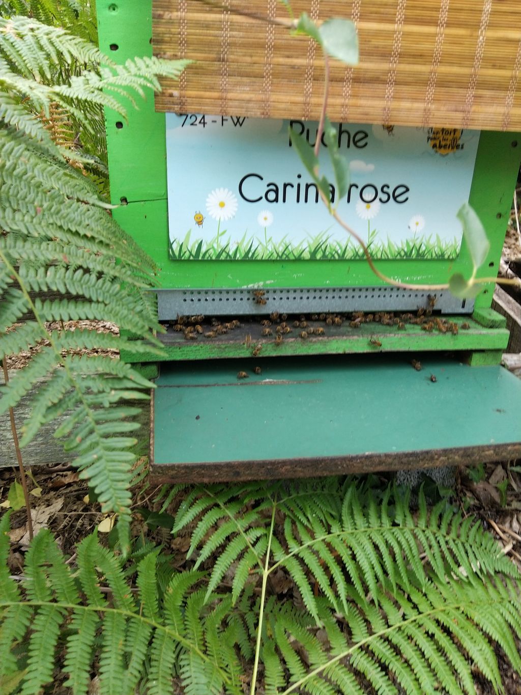 La ruche Carina rose