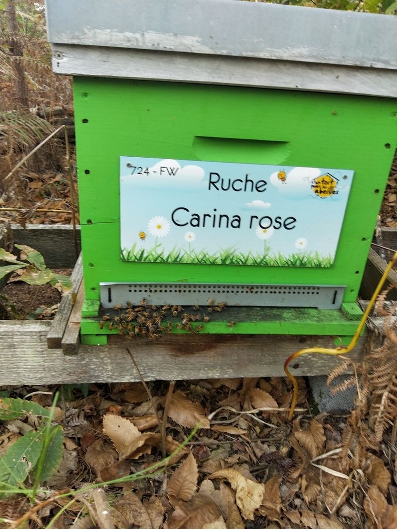 La ruche Carina rose
