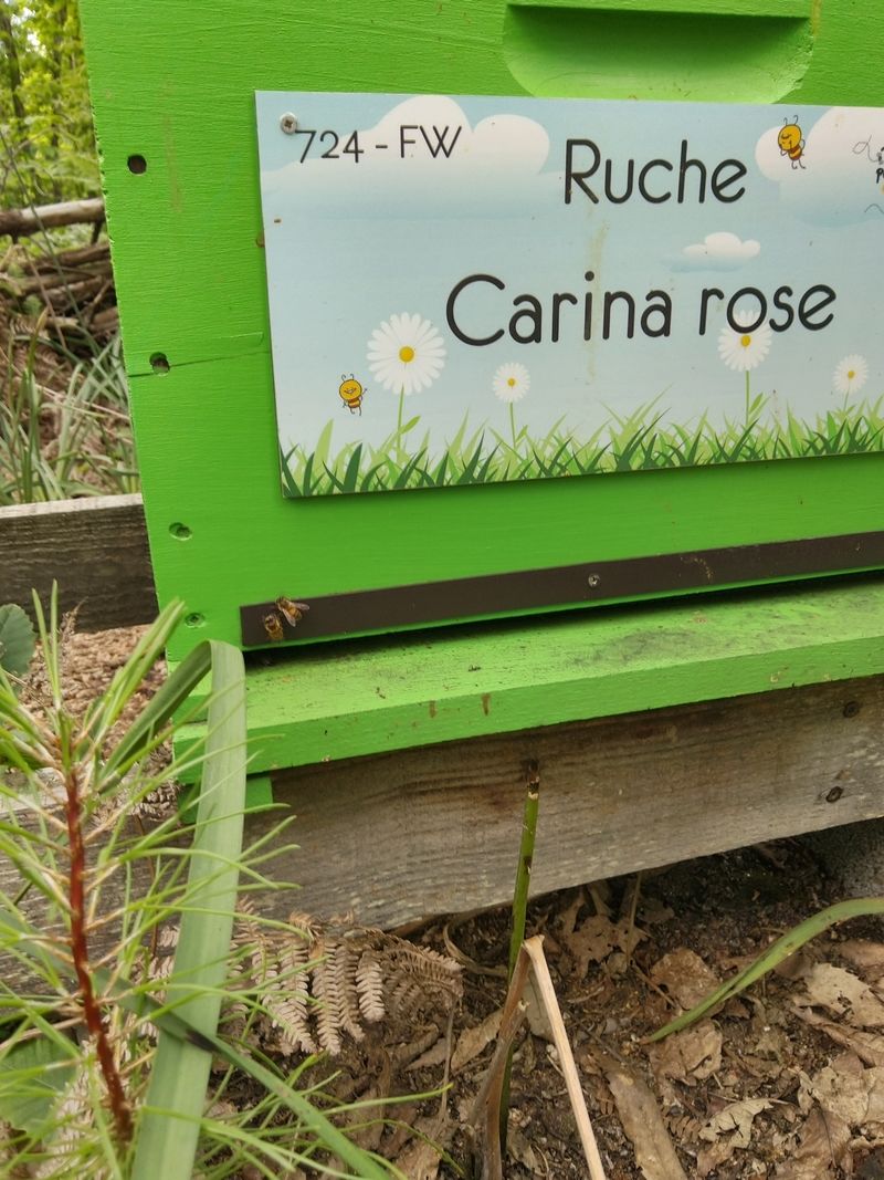 La ruche Carina rose
