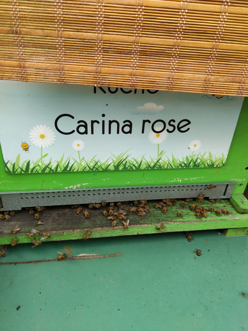La ruche Carina rose