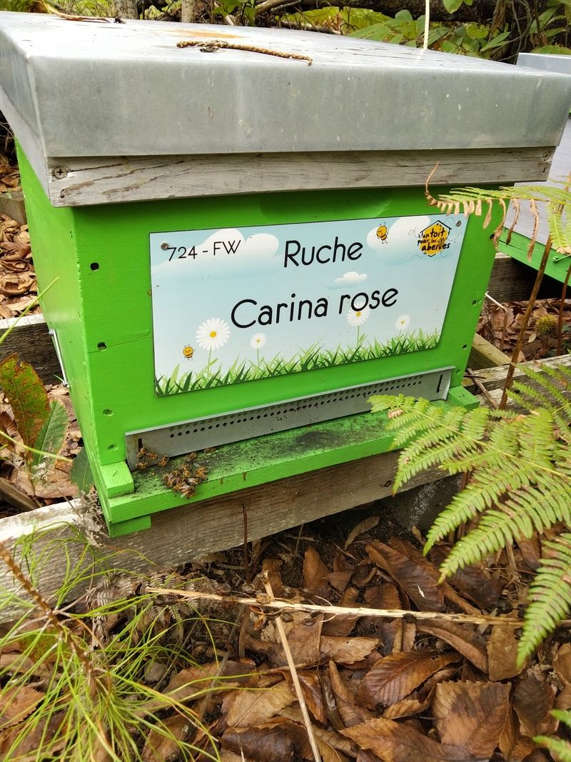 La ruche Carina rose