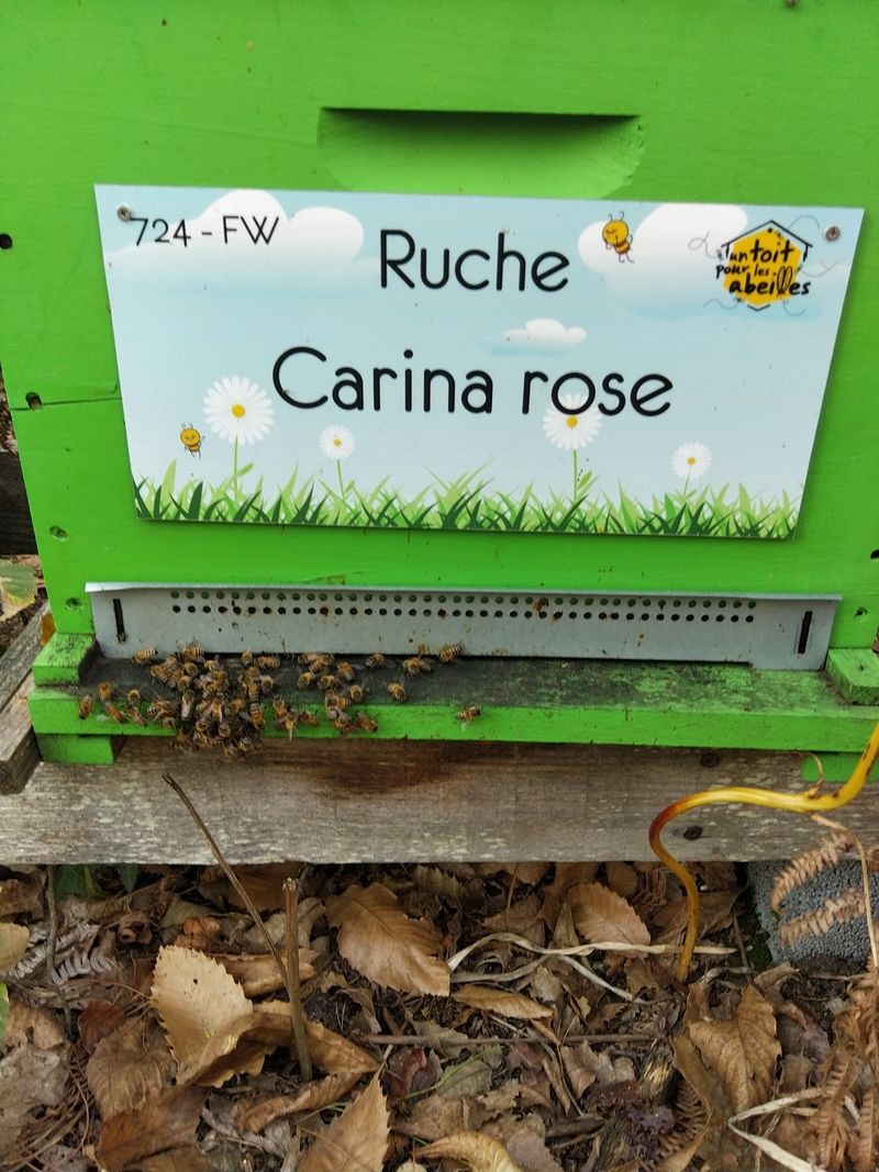La ruche Carina rose