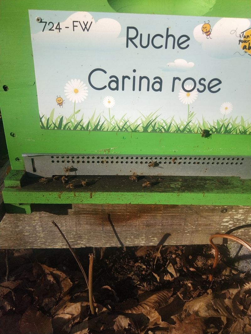La ruche Carina rose