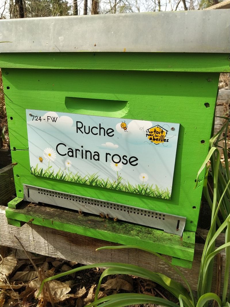 La ruche Carina rose