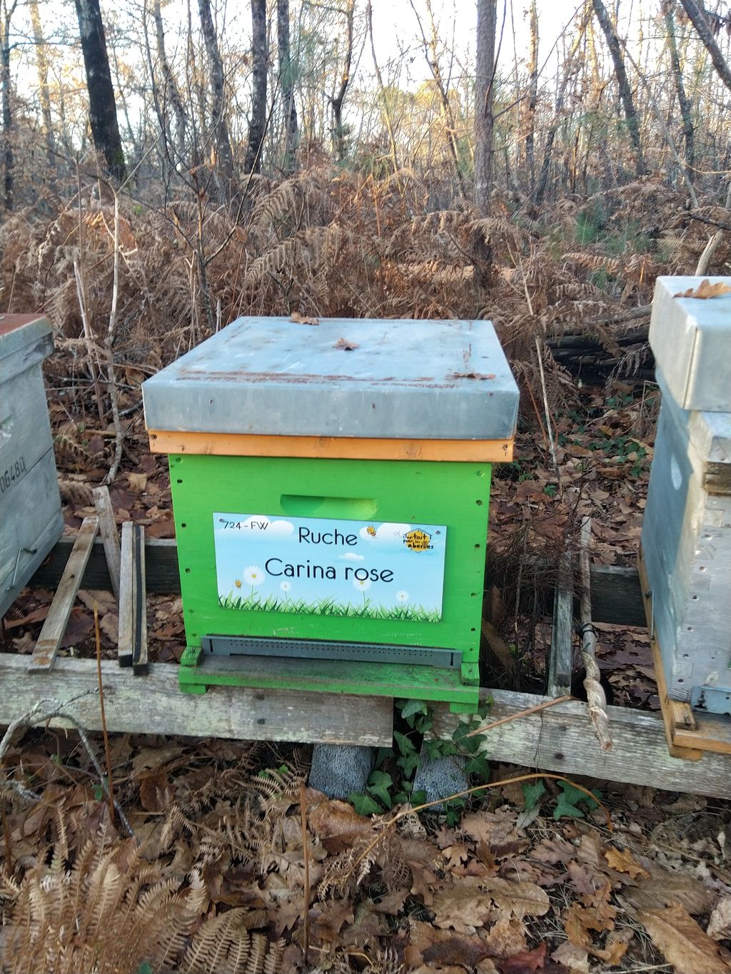La ruche Carina rose