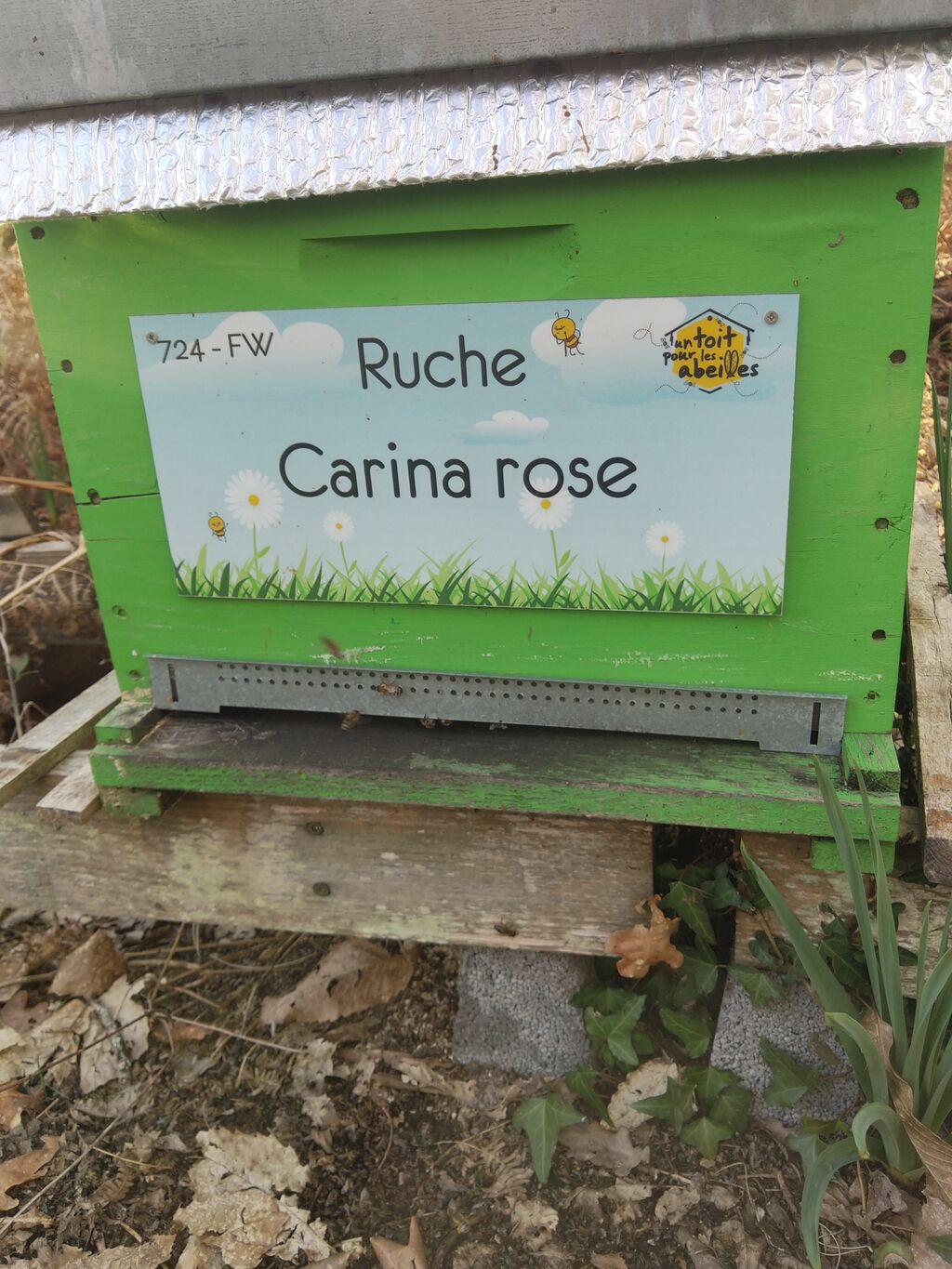La ruche Carina rose