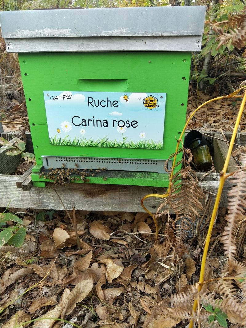 La ruche Carina rose