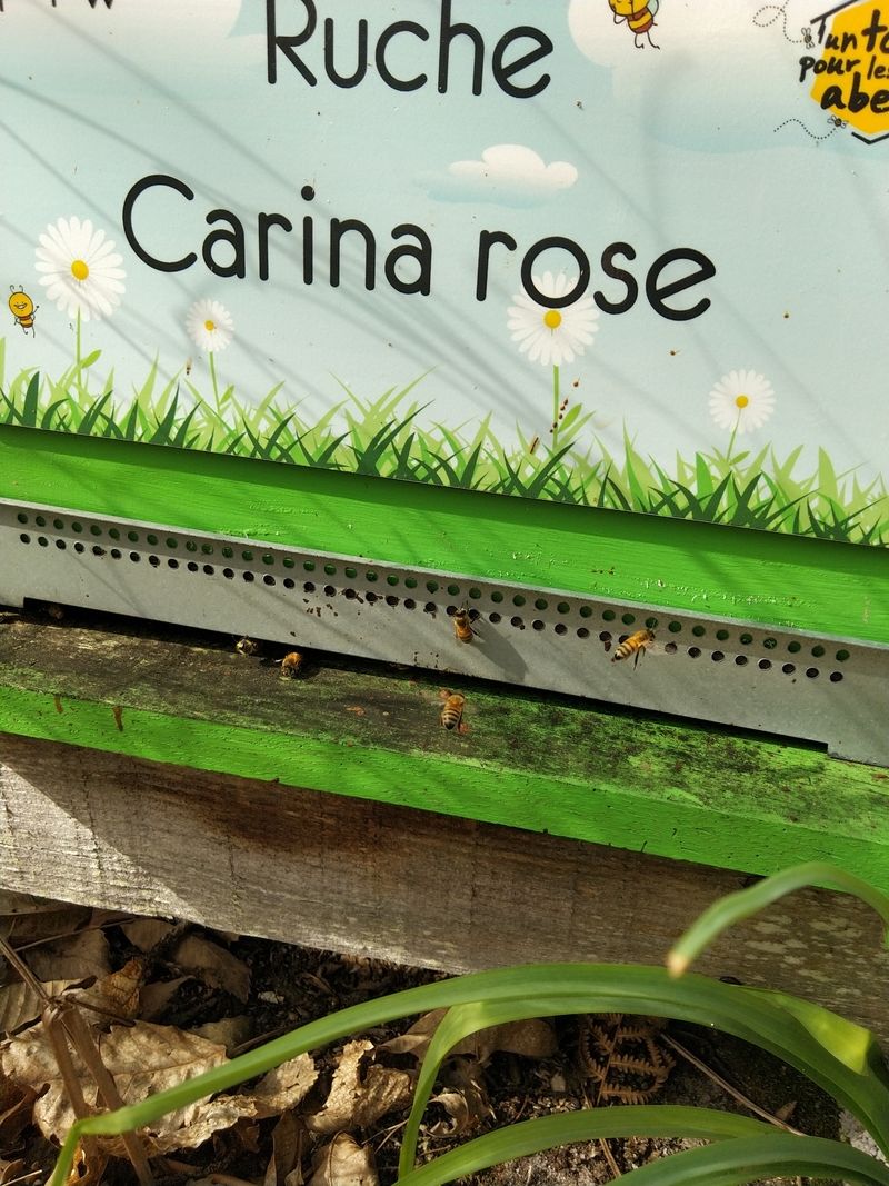 La ruche Carina rose