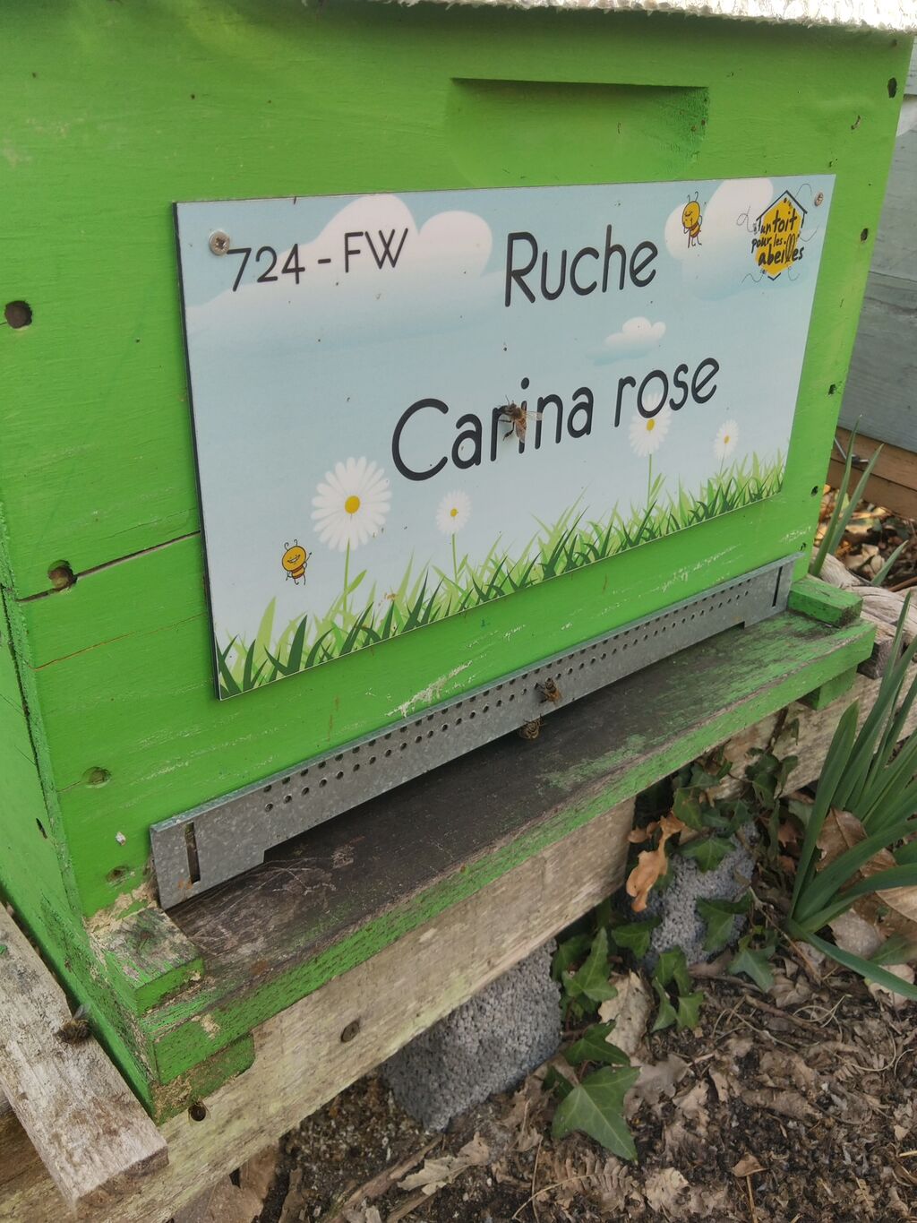 La ruche Carina rose