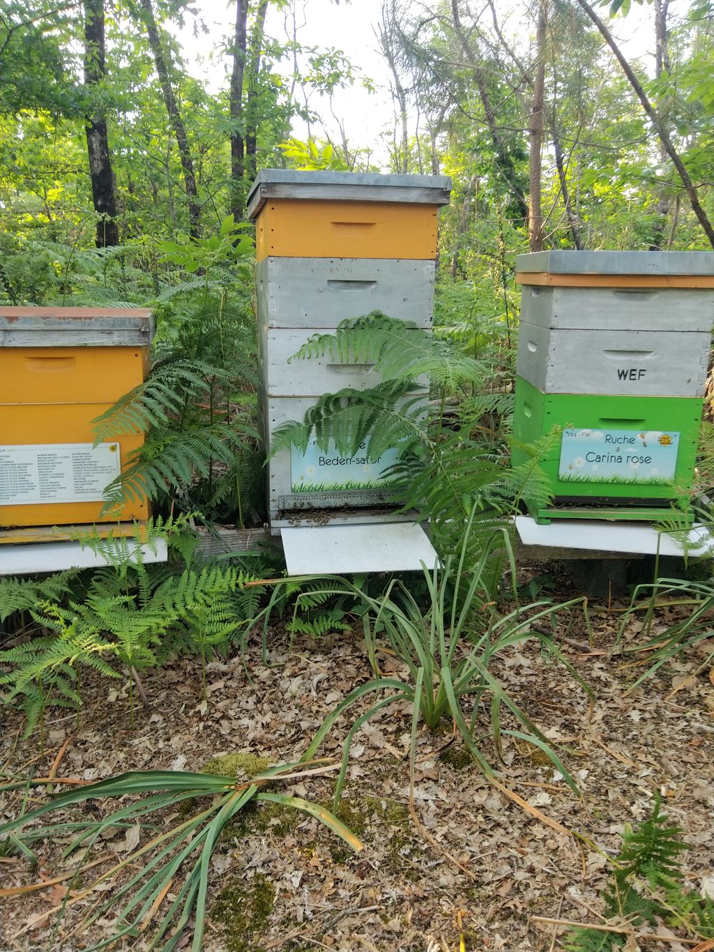 La ruche Carina rose