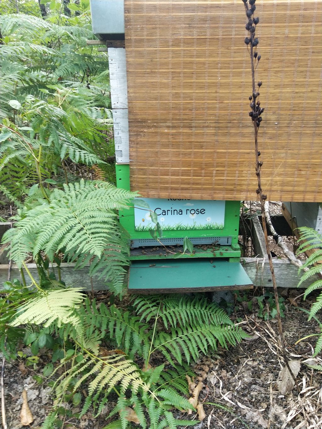 La ruche Carina rose