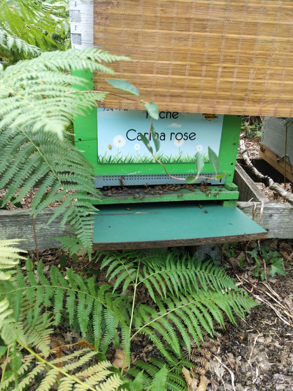 La ruche Carina rose