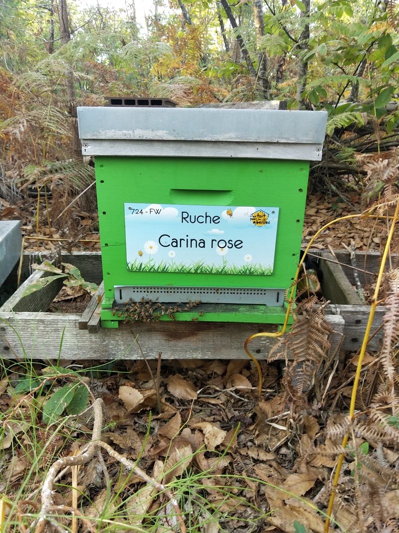 La ruche Carina rose