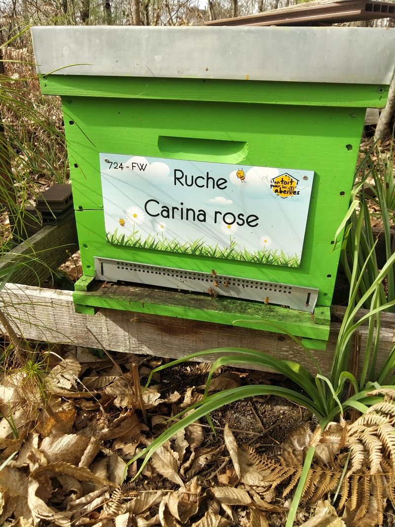 La ruche Carina rose