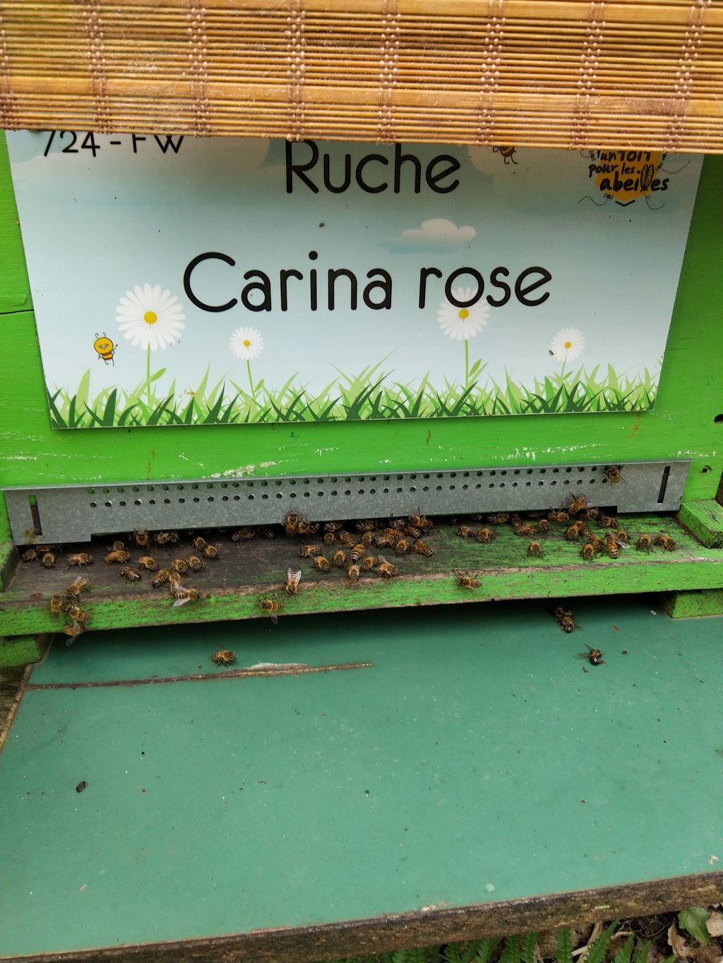 La ruche Carina rose