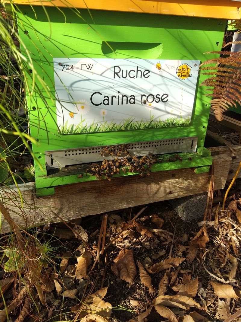 La ruche Carina rose