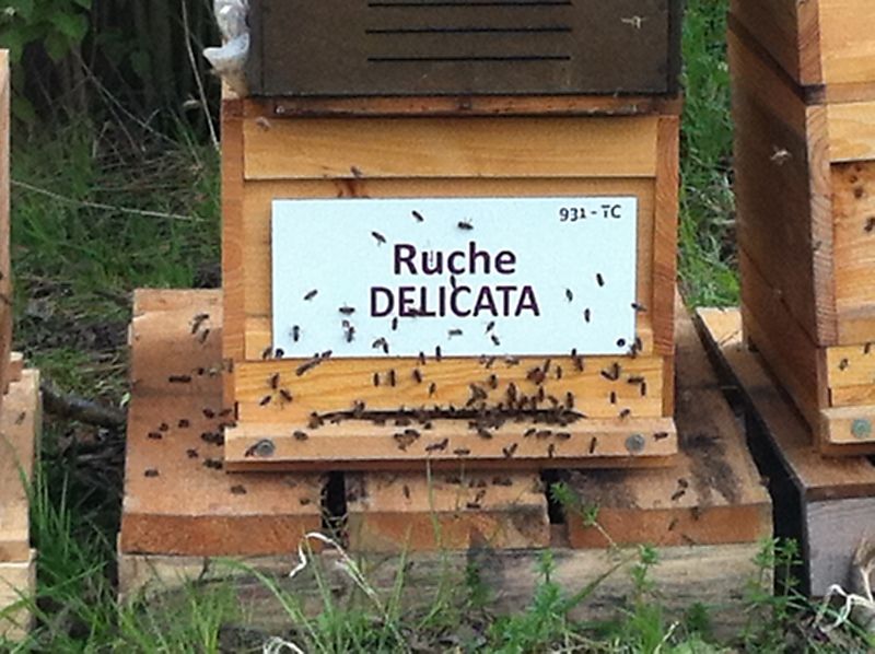 La ruche