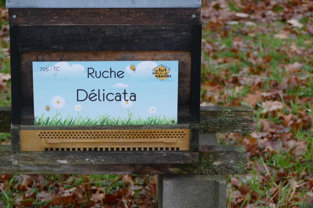 La ruche Délicata