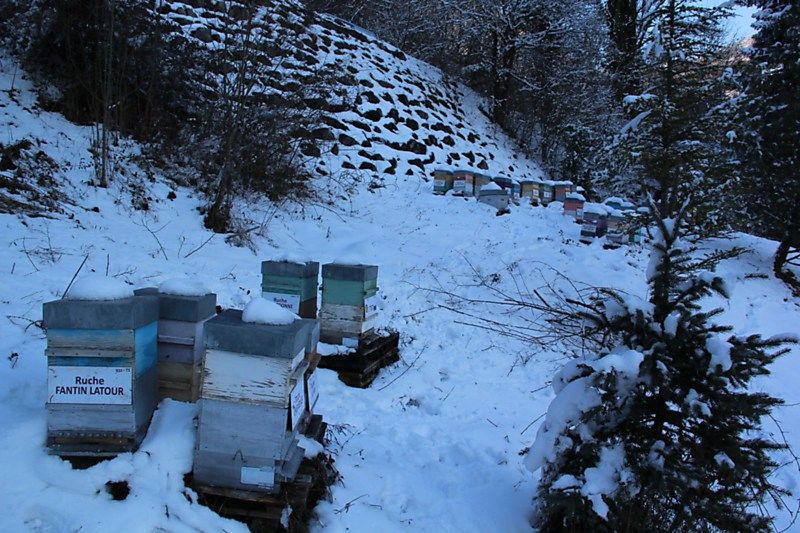La ruche Fantin latour