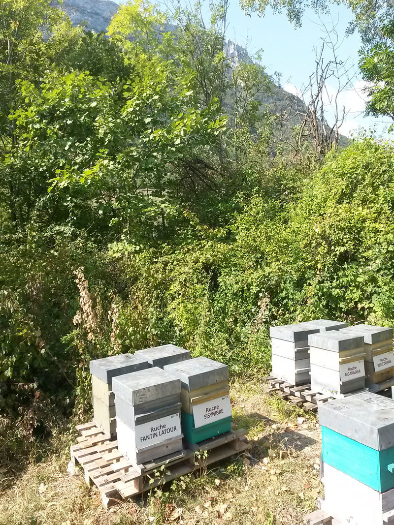 La ruche Fantin latour