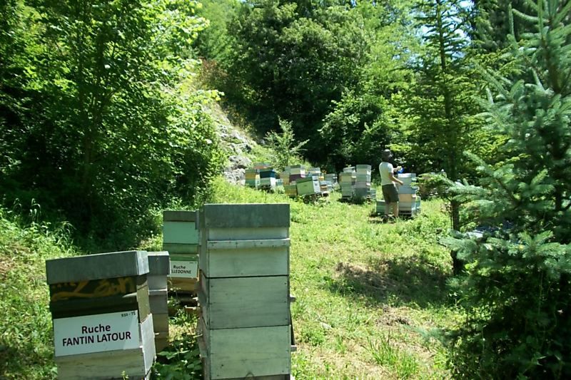 La ruche Fantin latour