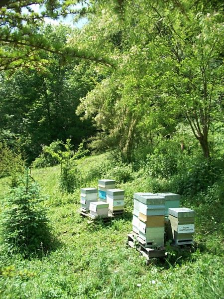La ruche Fantin latour