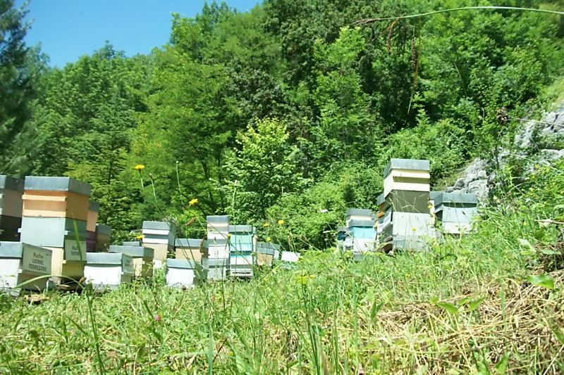 La ruche Fantin latour
