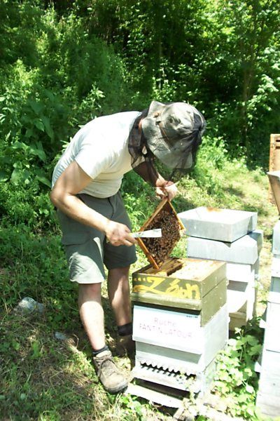 La ruche Fantin latour
