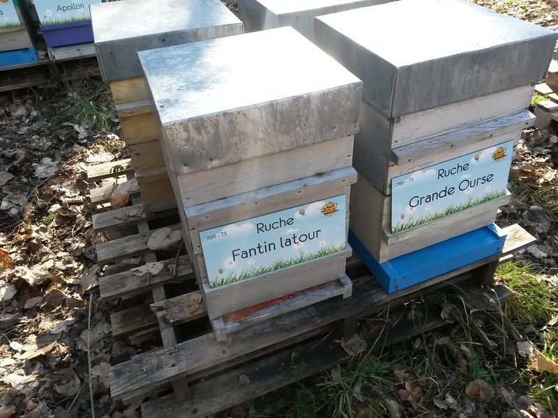 La ruche Fantin latour