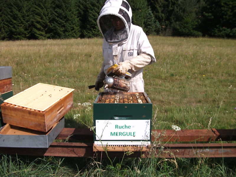 La ruche Mergule