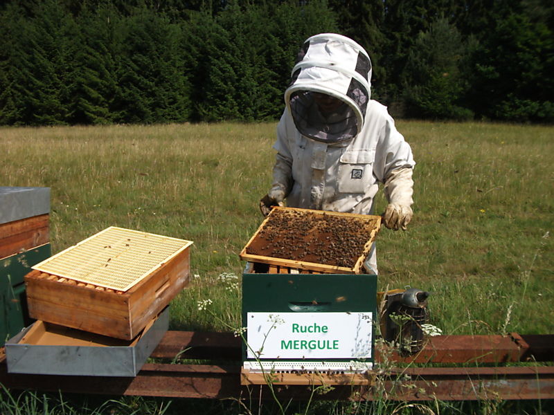 La ruche Mergule