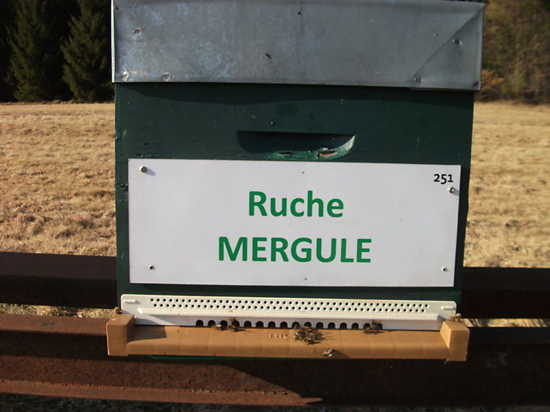 La ruche Mergule