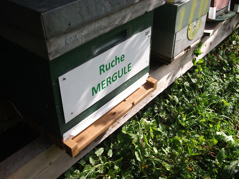 La ruche Mergule