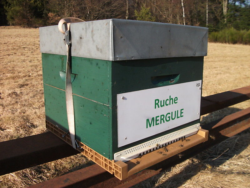 La ruche Mergule