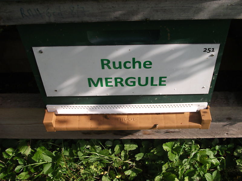 La ruche Mergule