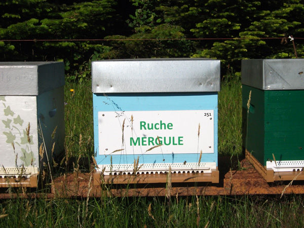La ruche Mergule