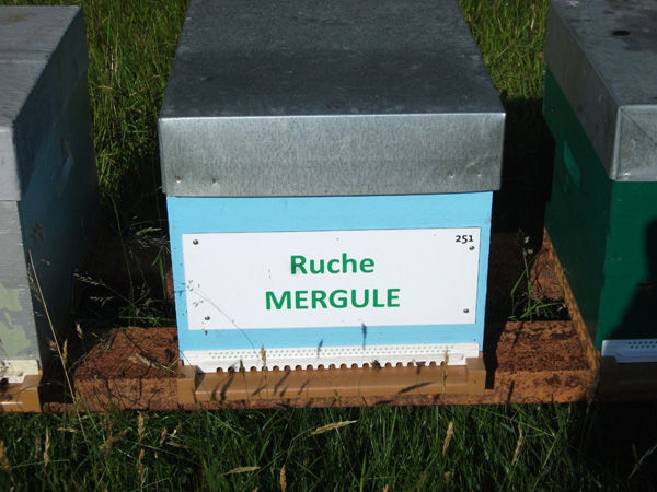 La ruche Mergule