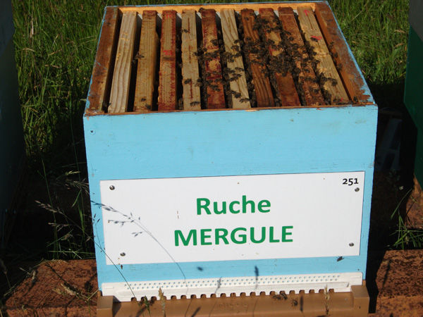 La ruche Mergule