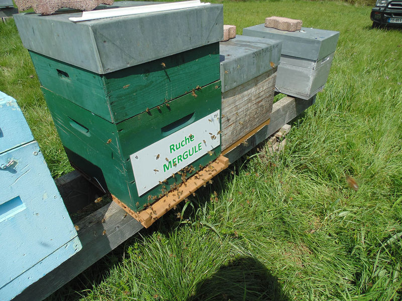 La ruche Mergule