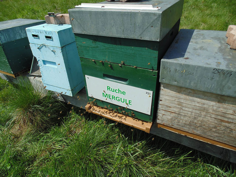 La ruche Mergule