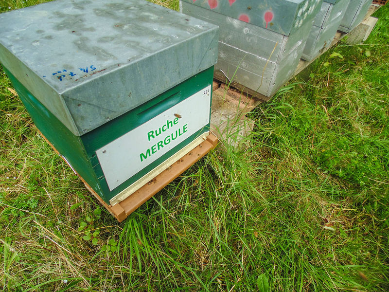 La ruche Mergule