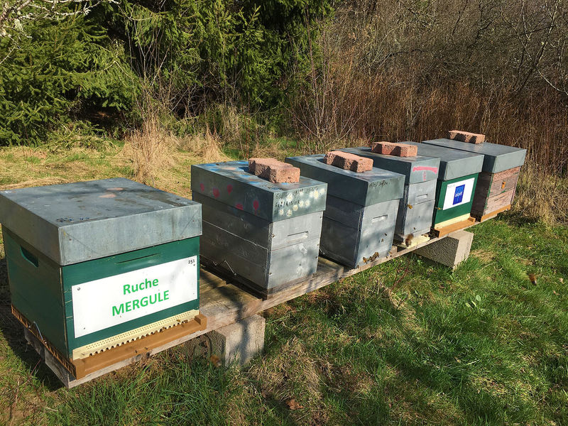 La ruche Mergule