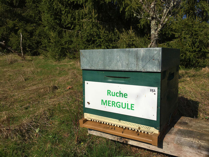 La ruche Mergule