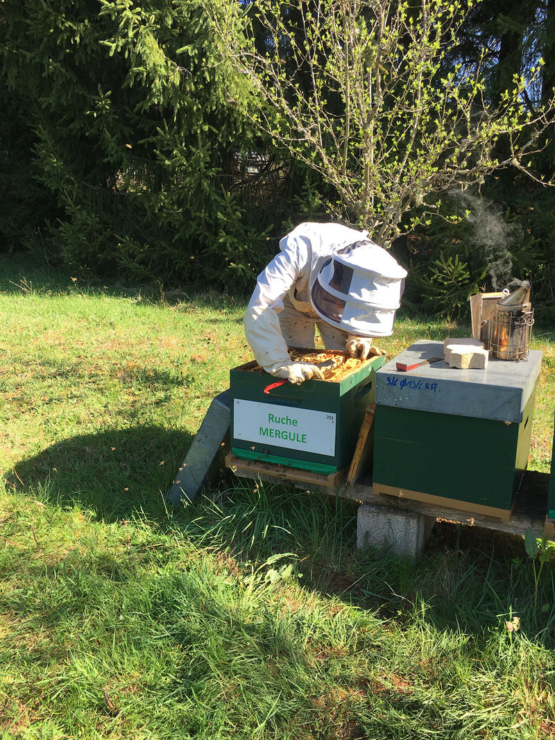 La ruche Mergule