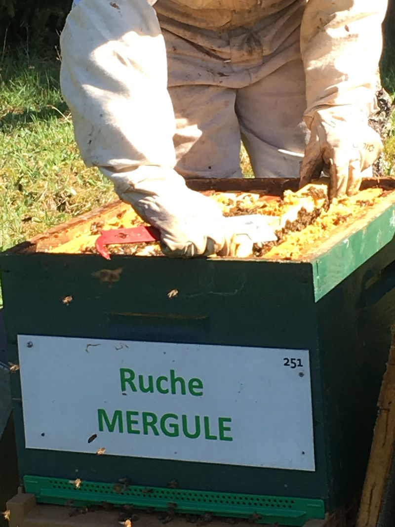La ruche Mergule