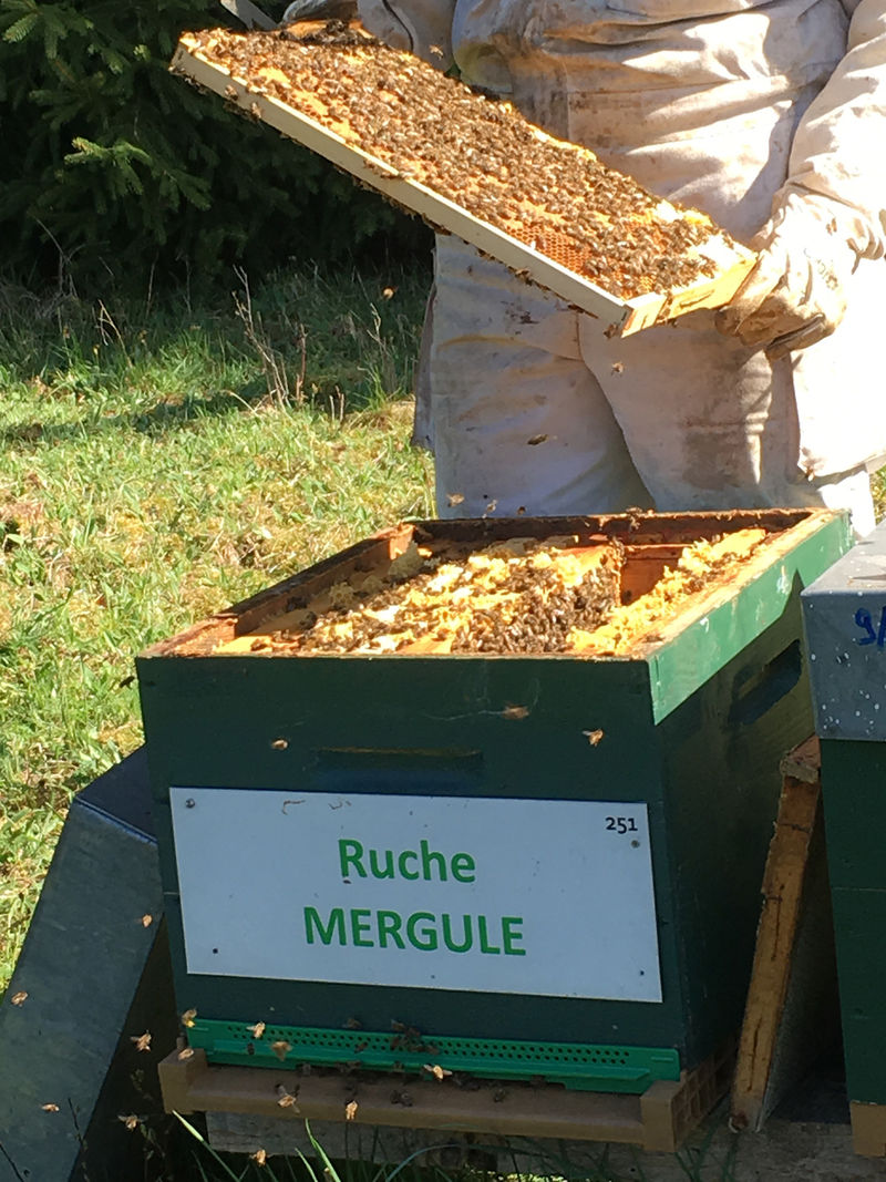 La ruche Mergule