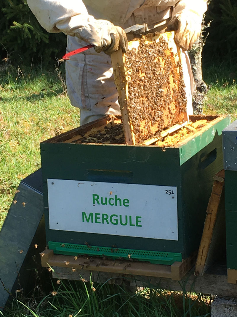 La ruche Mergule