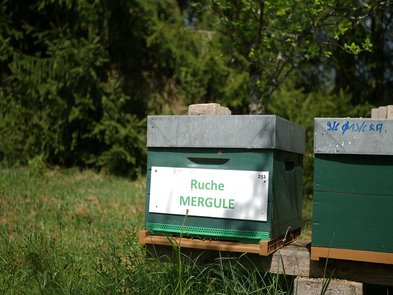 La ruche Mergule